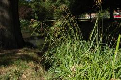 Image: K.A. Ford © Landcare Research 2015 